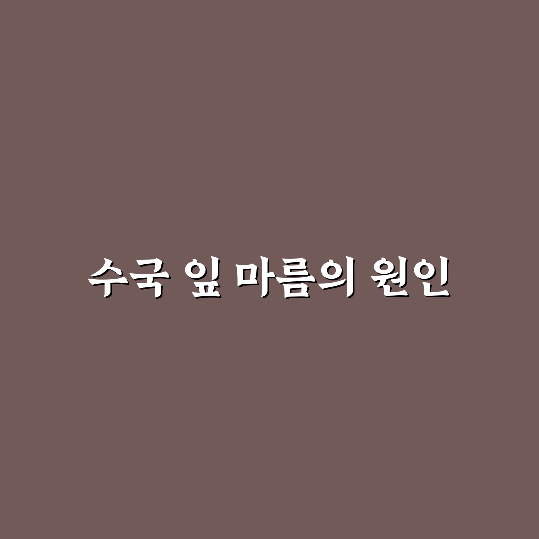 수국 잎 마름 문제 원인과 해결 꿀팁 알려드려요