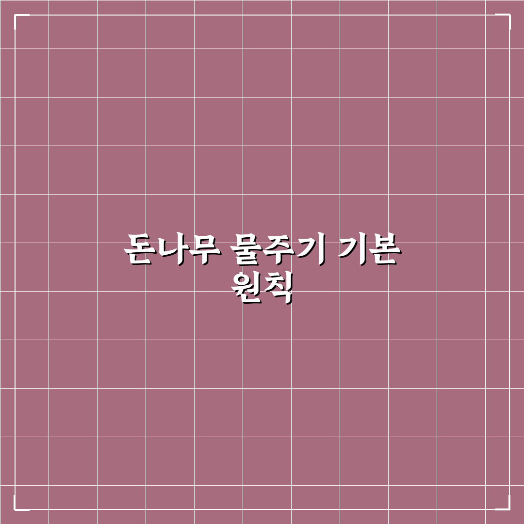 돈나무 물주기 간격과 방법 꿀팁 쉽게 알려드려요